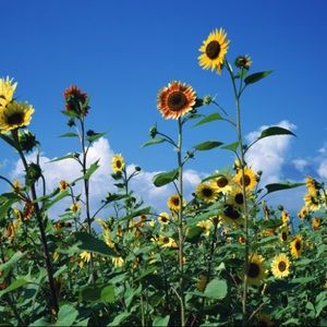 Meet your Posher, Ross